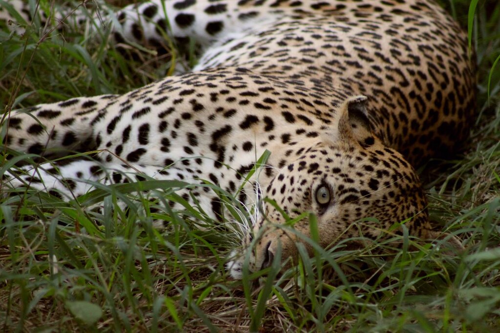 Leopard rests