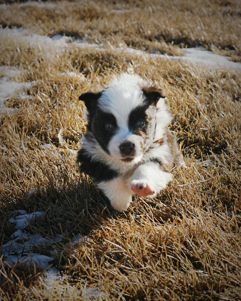 Meet Rocky