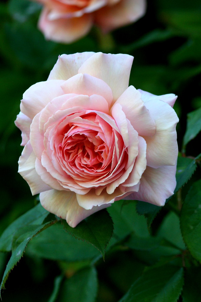 House rose