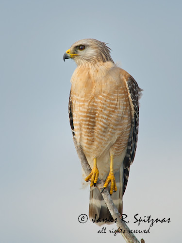Red-shouldered Hawk - Buteo lineatus