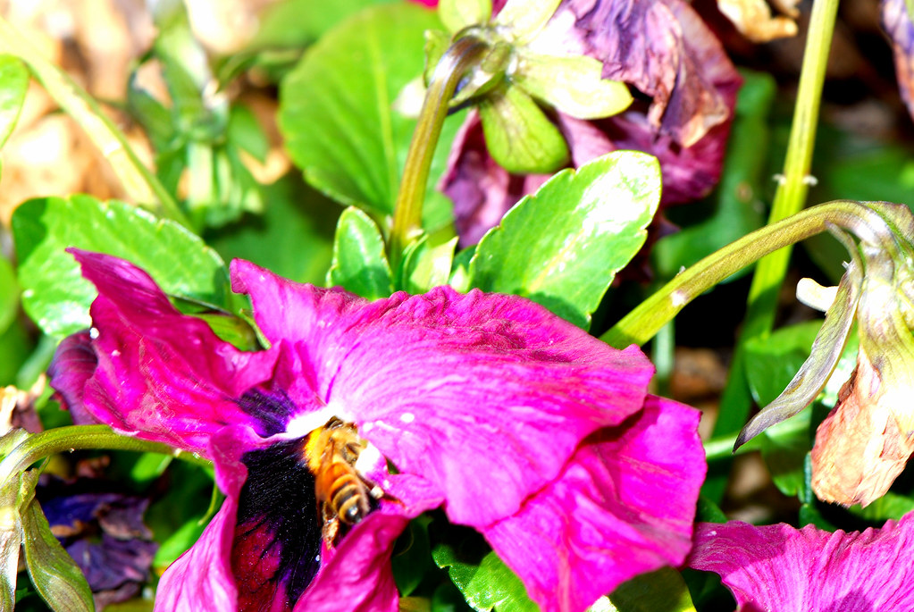 Chasing Bee in Pansy
