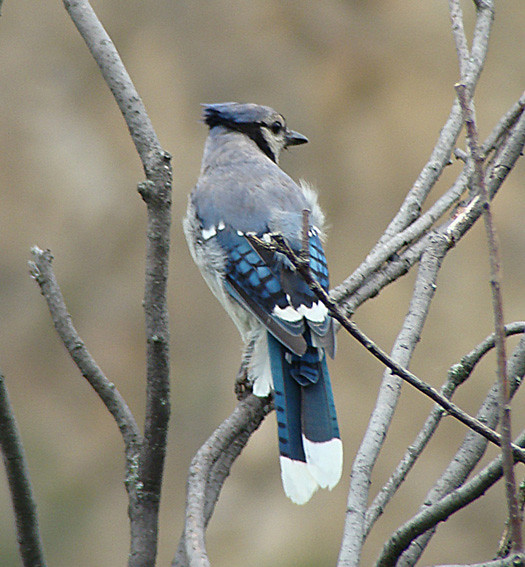 Blue Jay