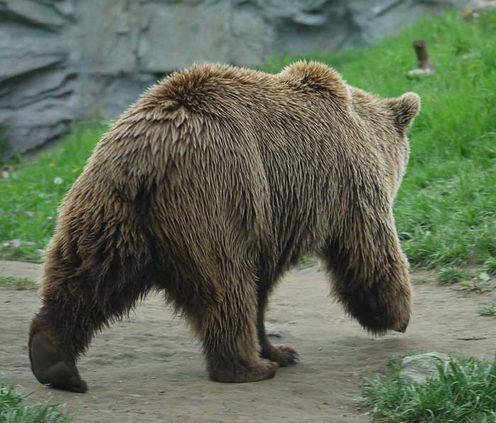 Bear
