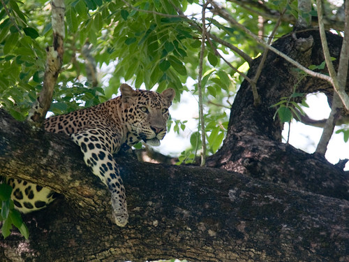 Leopard-1 @ Kabini