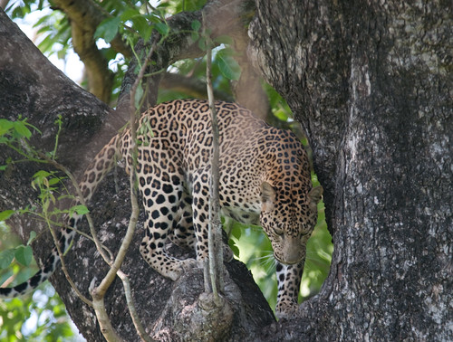Leopard-1 @ Kabini
