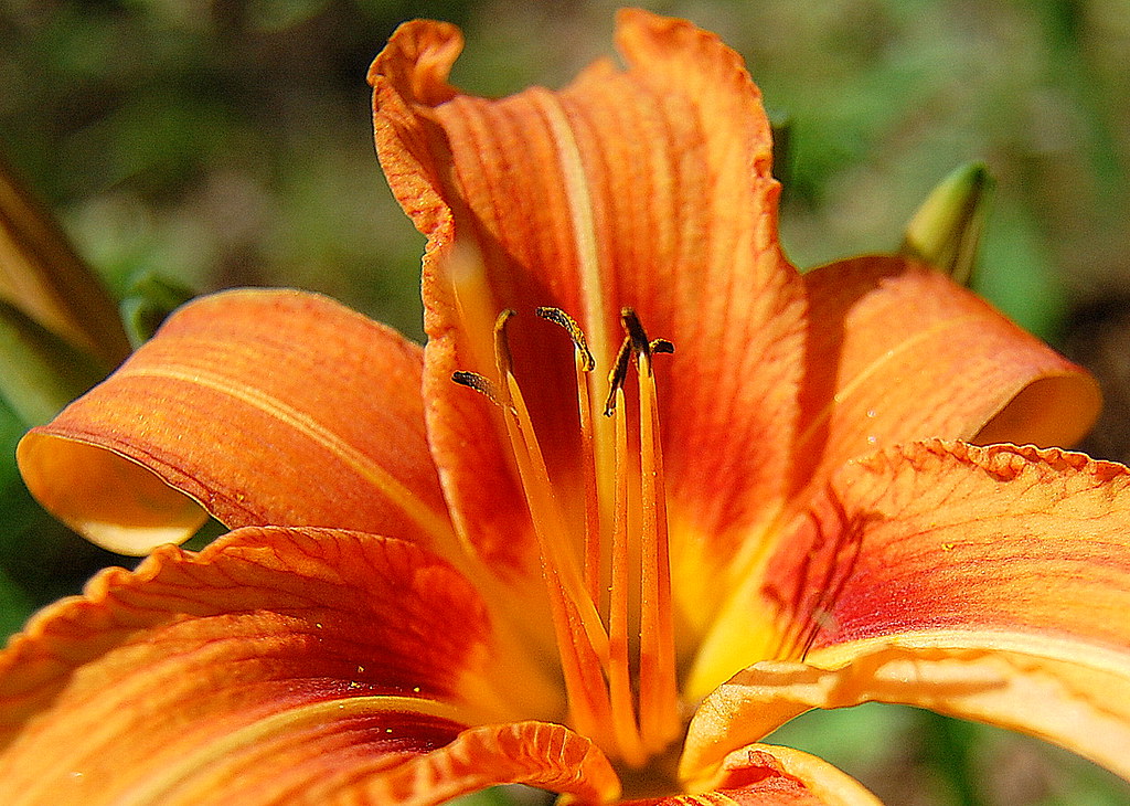 Tiger Lily
