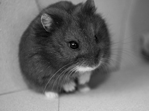 Russian Dwarf Hamster - Sammy