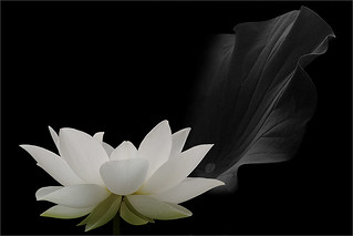 White lotus flower and the leaf in black and white on black background / black and white / black / white / - IMGP7706-800-L