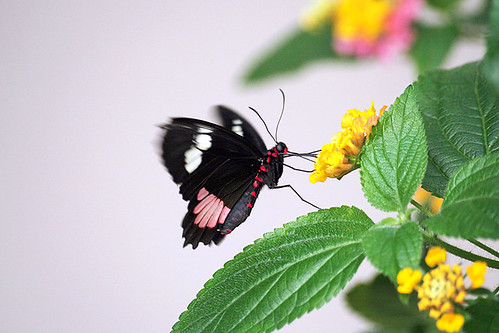 Papillon / Butterfly