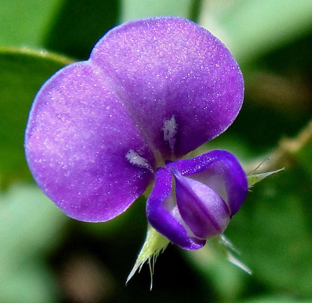 Dimethyltryptamine Roots. Desmodium triflorum, Gunung Lang, Ipoh, Perak, Malaysia