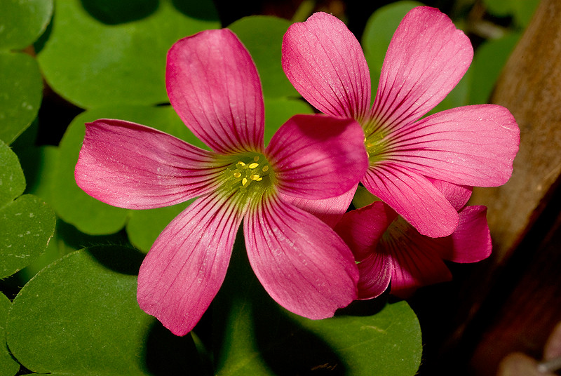 Vinagrillos Rosados