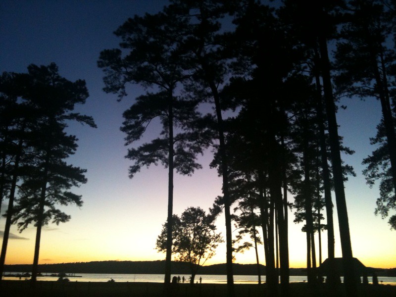 Pine Trees at Sunset on Lake Guntersville State Park, AL - h