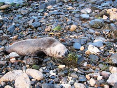 Seal on Rocks