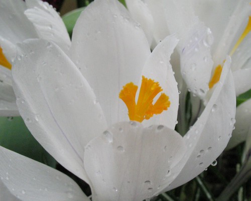 crocus