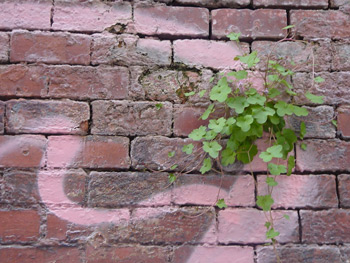 rosa y verde