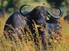 African ("Cape") Buffalo