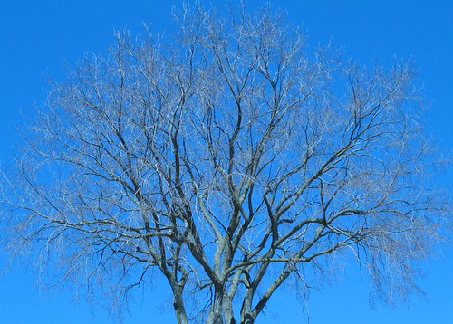 Crown of the tallest elm