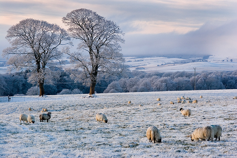 Winter sheep