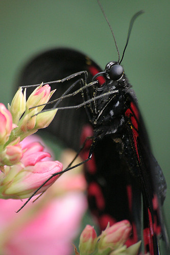 Papillon / Butterfly