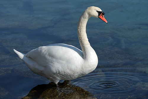 Cygne / Swan