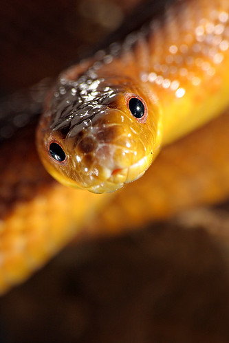 Serpent / Snake