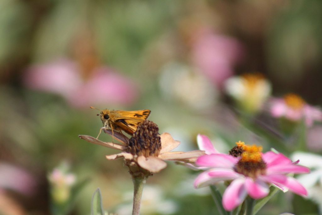 Skipper Butterfly of Fall