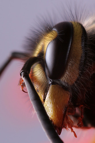 Oeil de guêpe / Bee's eye