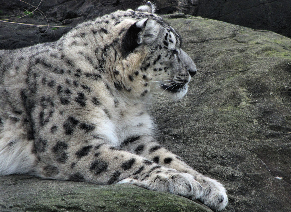 Snow leopard