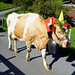 Cow parade down from Alps