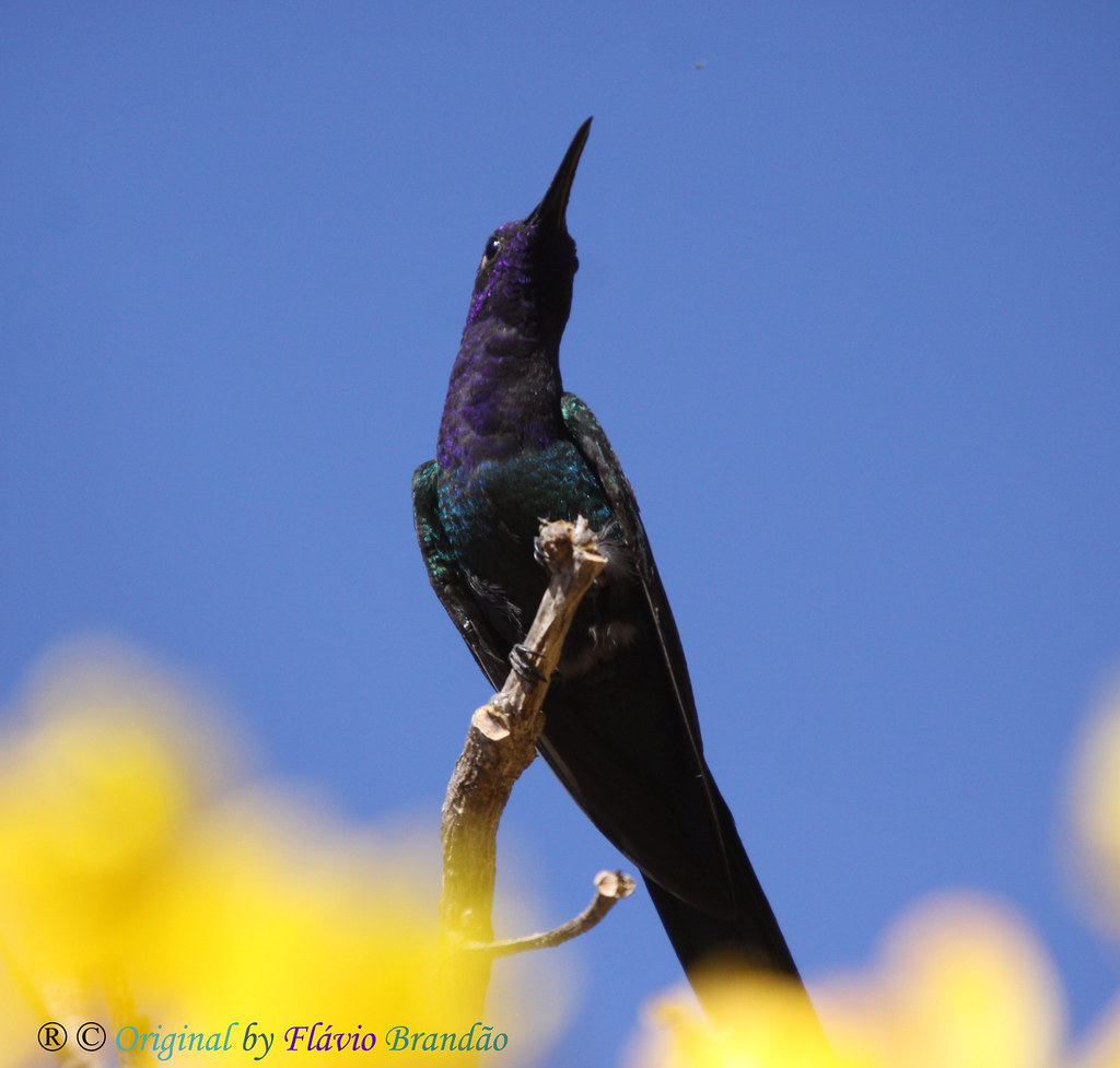 S&eacute;rie com o Beija-flor Tesoura (Eupetomena macroura) e o Ip&ecirc;-amarelo (Tabebuia [chrysotricha or ochracea]) - Series with the Swallow-tailed Hummingbird and the Ip&ecirc;, Poui, trumpet tree or Pau D'arco - 01-08-2010 - IMG_4825