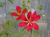 Hibiscus Cocineum