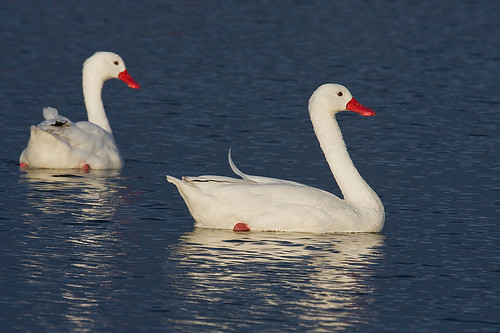 Cisnes Coscoroba