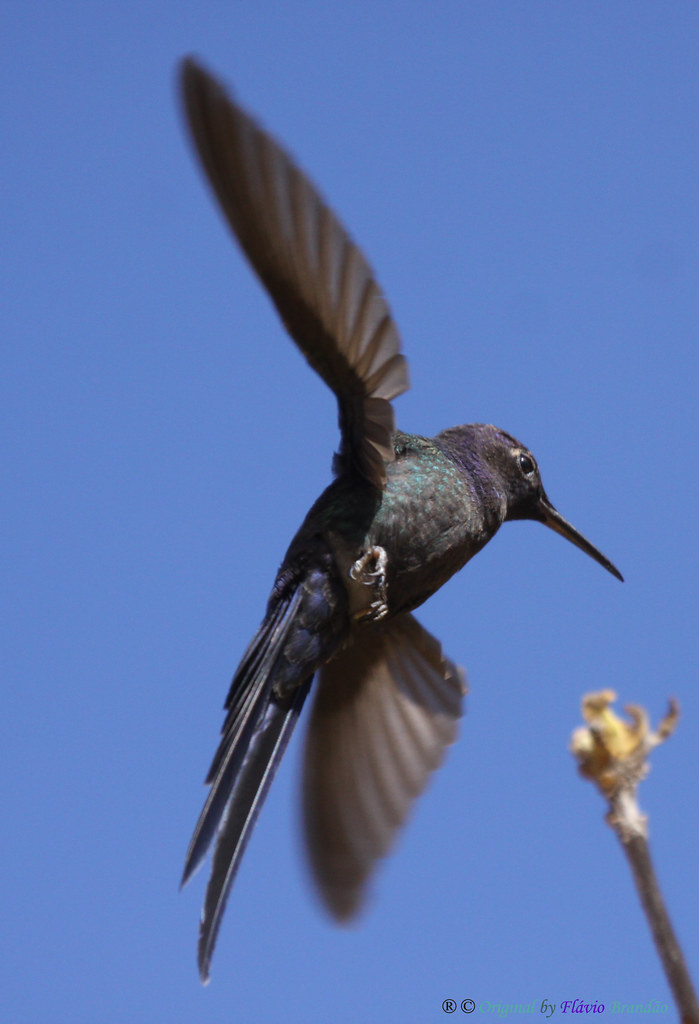 S&eacute;rie com o Beija-flor Tesoura (Eupetomena macroura) e o Ip&ecirc;-amarelo (Tabebuia [chrysotricha or ochracea]) - Series with the Swallow-tailed Hummingbird and the Ip&ecirc;, Poui, trumpet tree or Pau D'arco - 01-08-2010 - IMG_5659