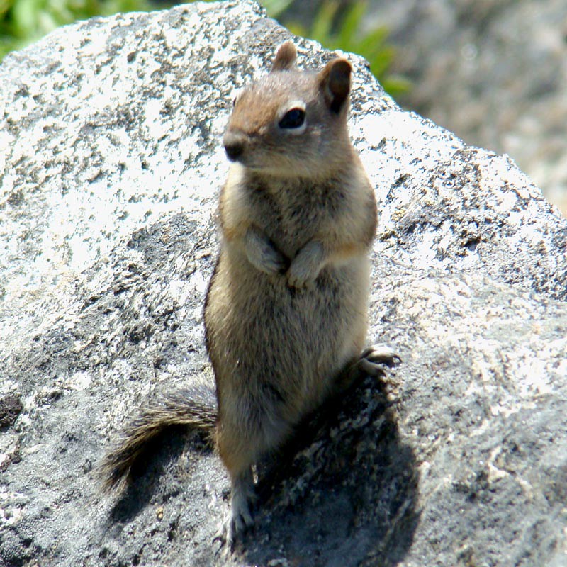 Golden-mantled Ground Squirrel, Spermophilus lateralis