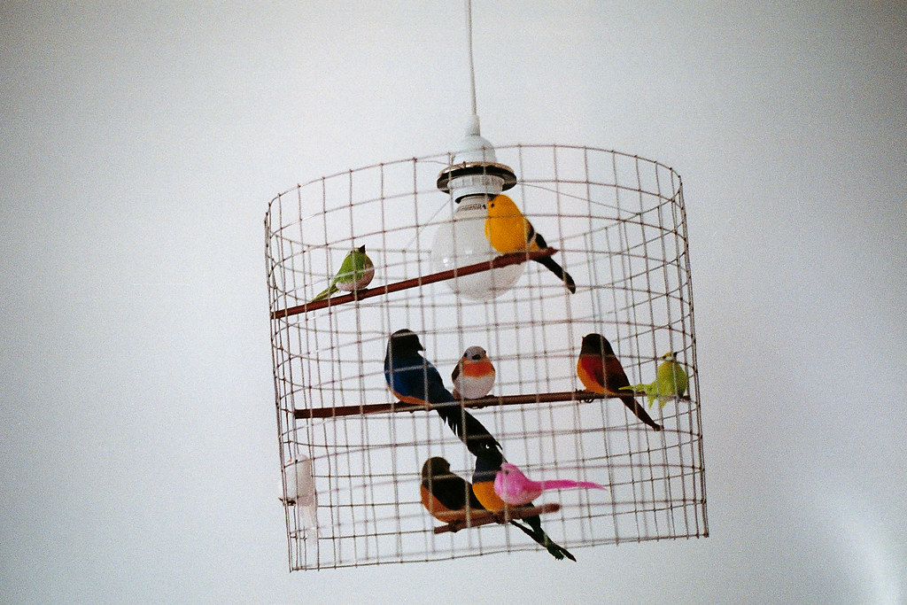 birdcage