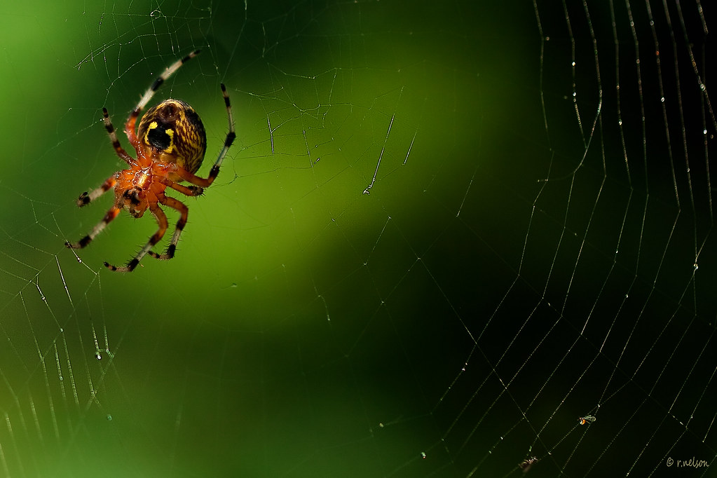 Along Came a Spider