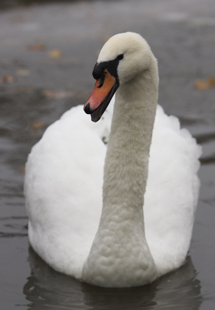 Mute Swan