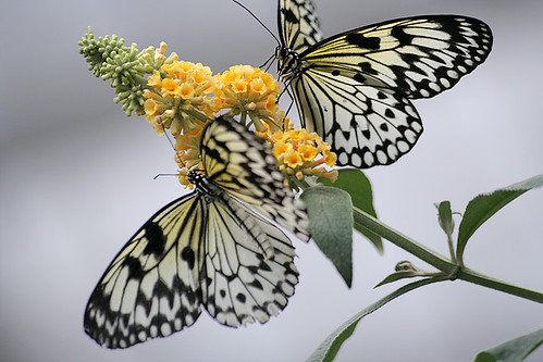 Papillons / Butterflies