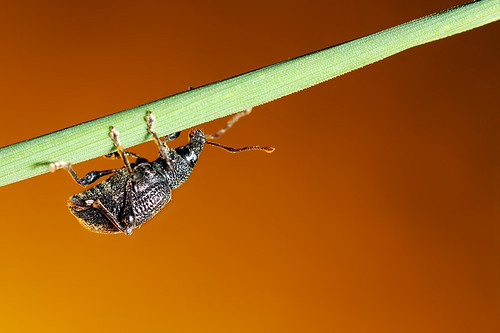 Scarabée / Beetle