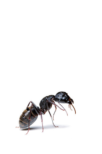 Fourmi / Ant