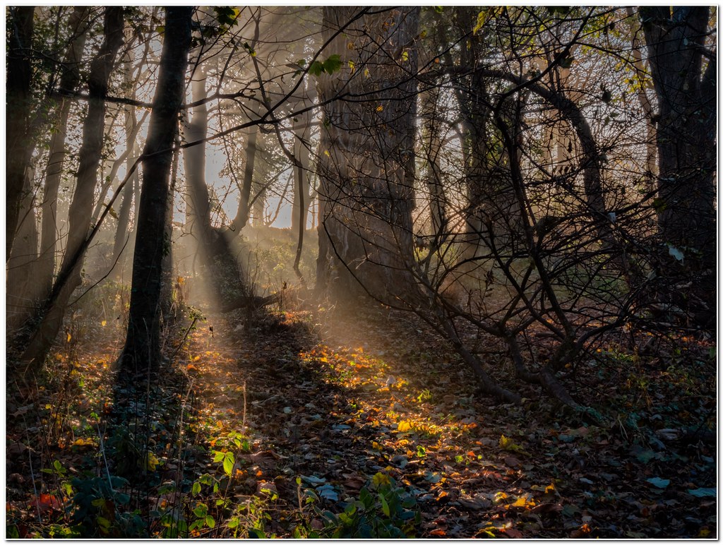 Morning light