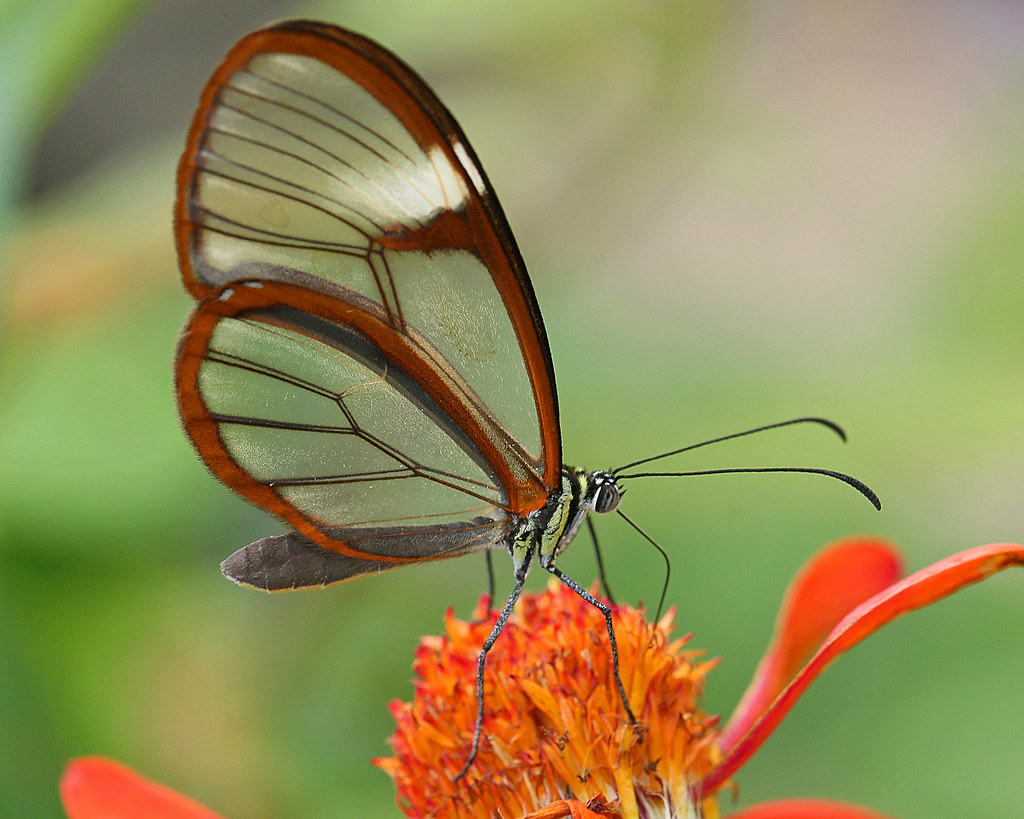 Papillon de verre / Glasswinged butterfly (Greta oto) 💎 🌹