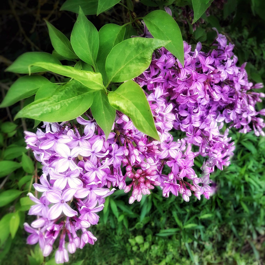 Lilac.