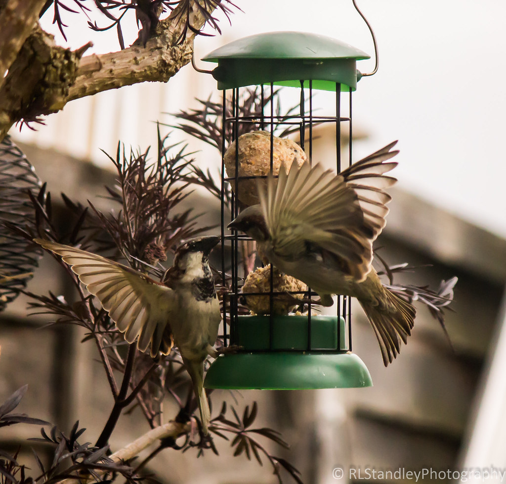 House Sparrow 04