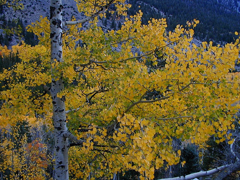 Aspen