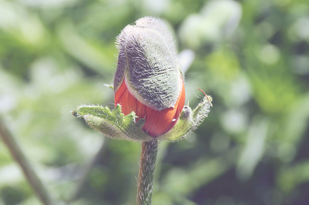 Bud