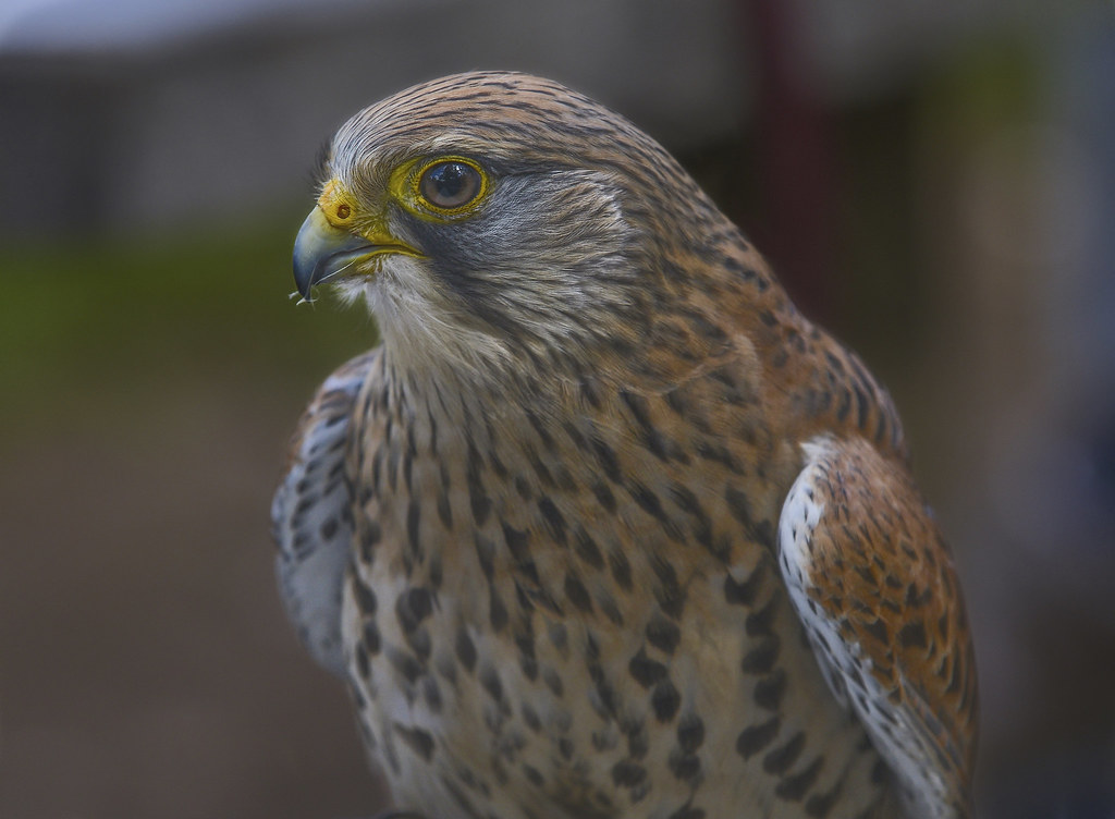 Common Kestrel