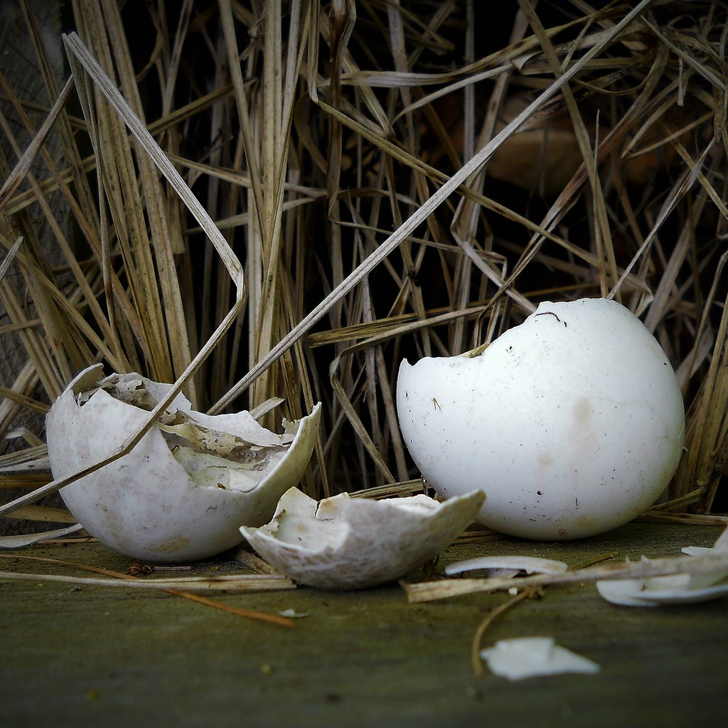 Very Still Life