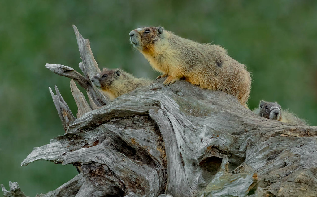 3 Yellow-bellied Marmots - Central Interior, BC