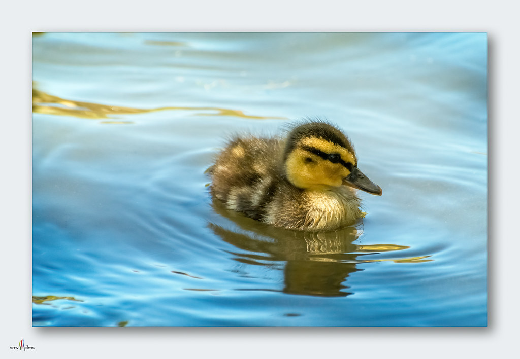 This is no ugly duckling!
